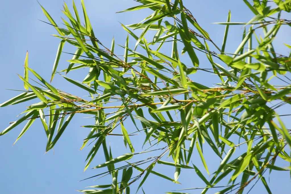Umbrella Bamboo (Fargesia murielae) – characteristic appearance, plant photo