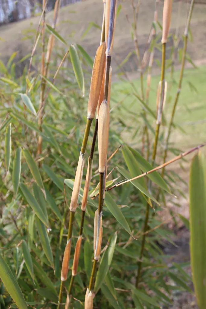 Umbrella Bamboo (Fargesia murielae) – characteristic appearance, plant photo