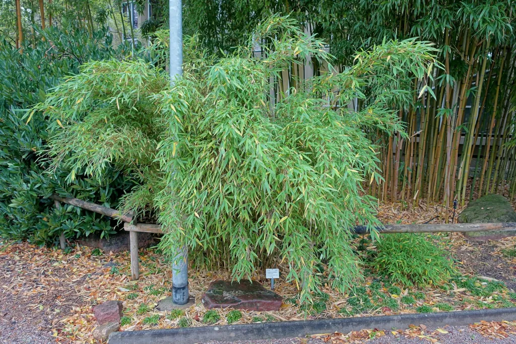 Umbrella Bamboo (Fargesia murielae) – in a garden setting, plant photo
