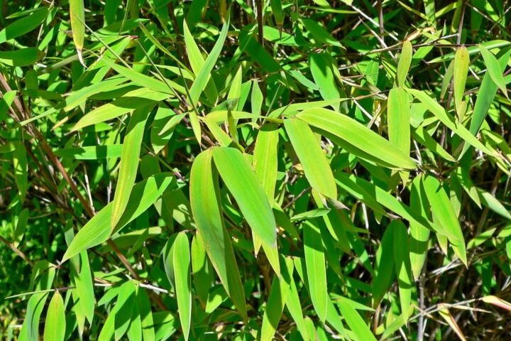 Fargesia nitida