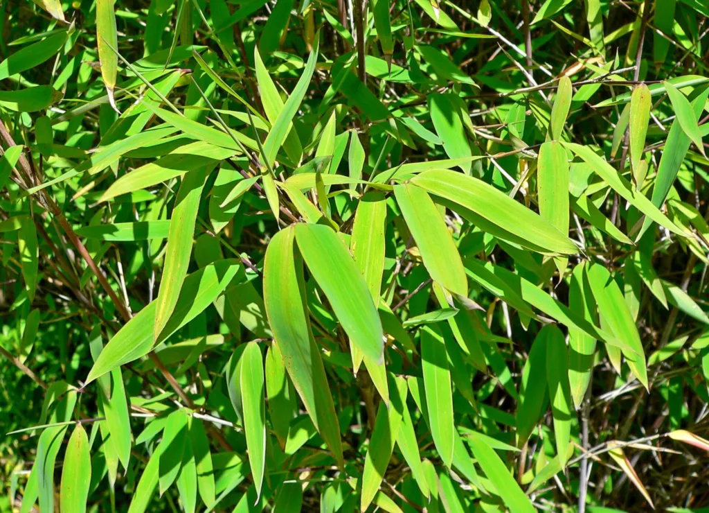 Fargesia nitida – Pflanzenfoto