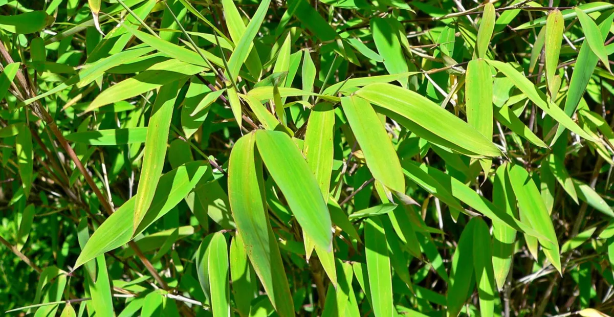 Fargesia nitida – Pflanzenfoto
