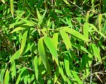 Fargesia nitida – Pflege