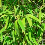 Chinese Fountain-bamboo (Fargesia nitida) – in a garden setting, plant photo