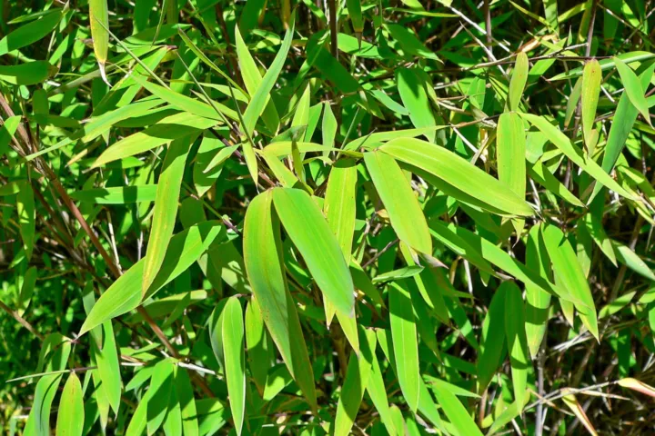 Fargesia nitida