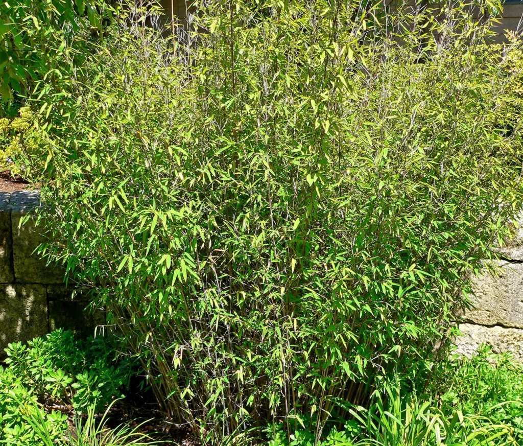 Fargesia nitida – (Fargesia nitida) – im Garten, Pflanzenfoto