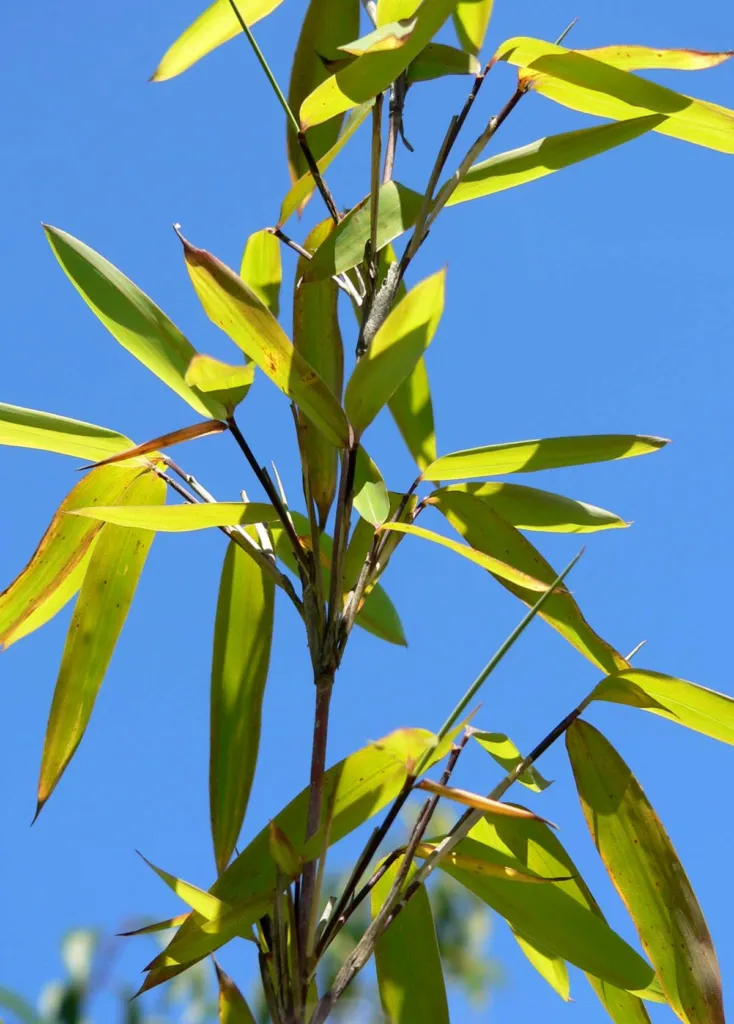 Fargesia nitida – (Fargesia nitida) – im Garten, Pflanzenfoto