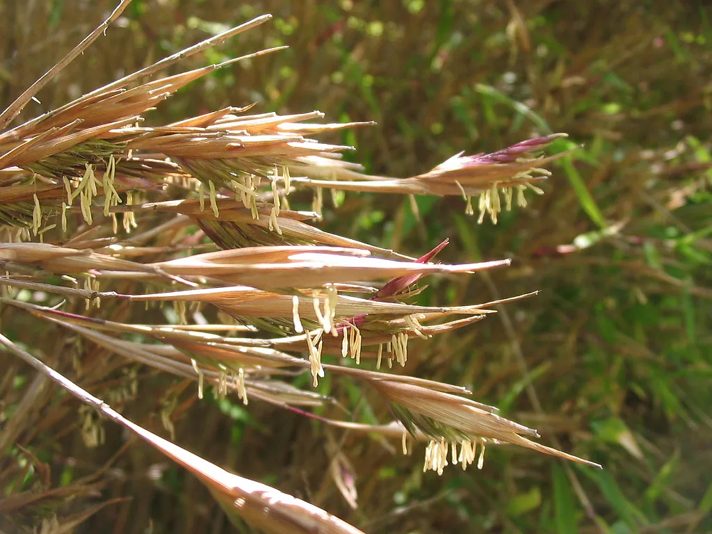 Fargesia nitida – (Fargesia nitida) – typisches Erscheinungsbild, Pflanzenfoto