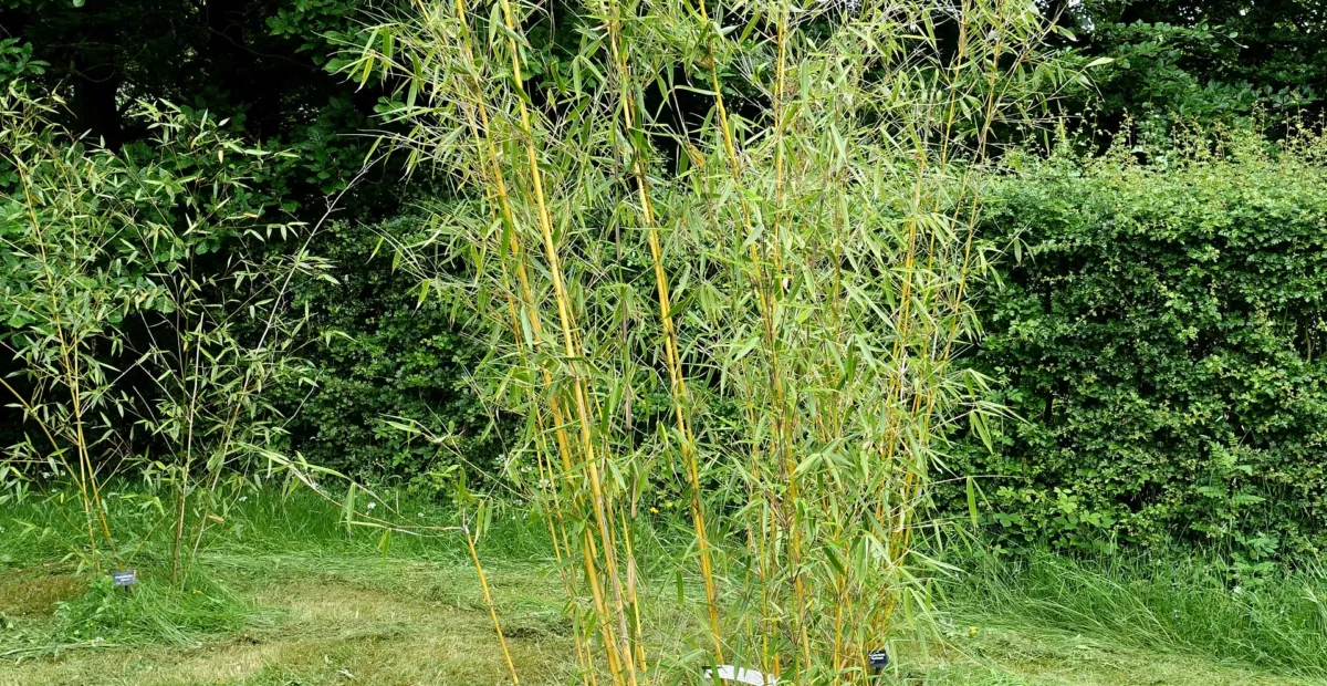 walking-stick bamboo (Fargesia robusta) – plant photo