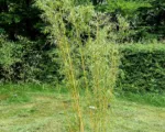 Walking-stick bamboo (Fargesia robusta) care guide