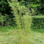 walking-stick bamboo (Fargesia robusta) – in a garden setting, plant photo