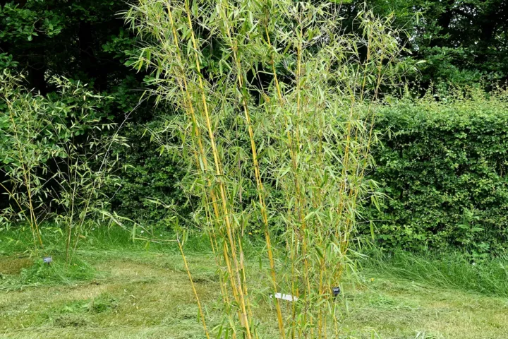 Fargesia robusta
