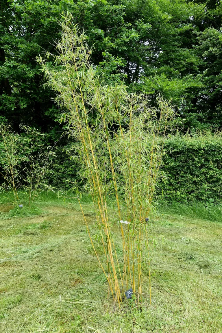 Fargesia robusta