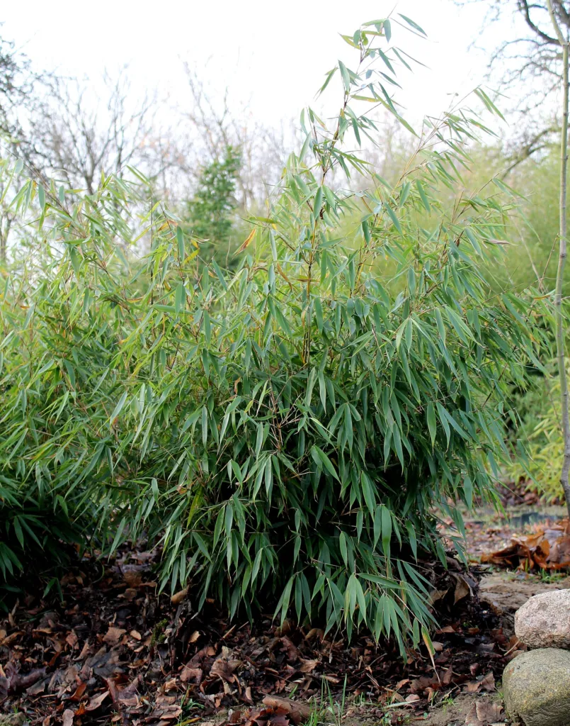 walking-stick bamboo (Fargesia robusta) – characteristic appearance, plant photo