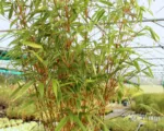 Fargesia ʽRufa’ (Fargesia rufa) care guide
