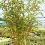 Fargesia ʽRufa’ (Fargesia rufa) – characteristic appearance, plant photo