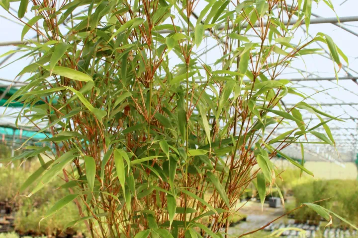 Fargesia rufa
