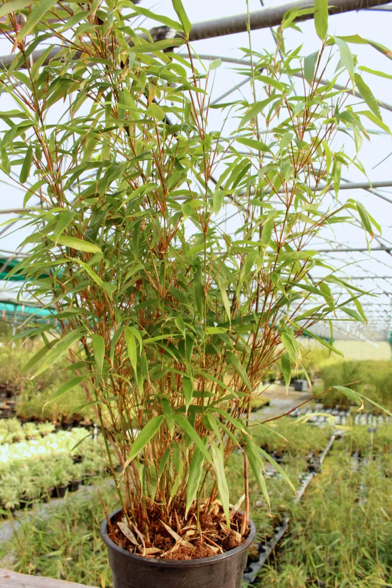 Fargesia rufa