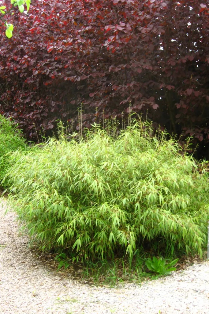 Fargesia rufa – (Fargesia rufa) – typisches Erscheinungsbild, Pflanzenfoto