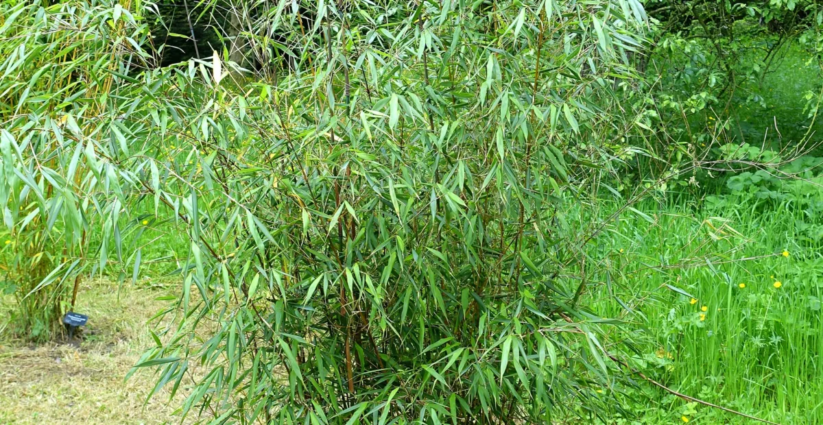 scabrida bamboo (Fargesia scabrida) – plant photo