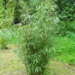 scabrida bamboo (Fargesia scabrida) – in a garden setting, plant photo