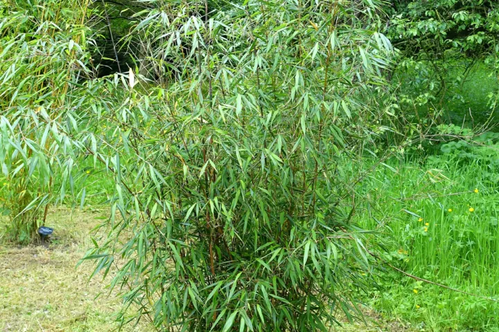 Fargesia scabrida