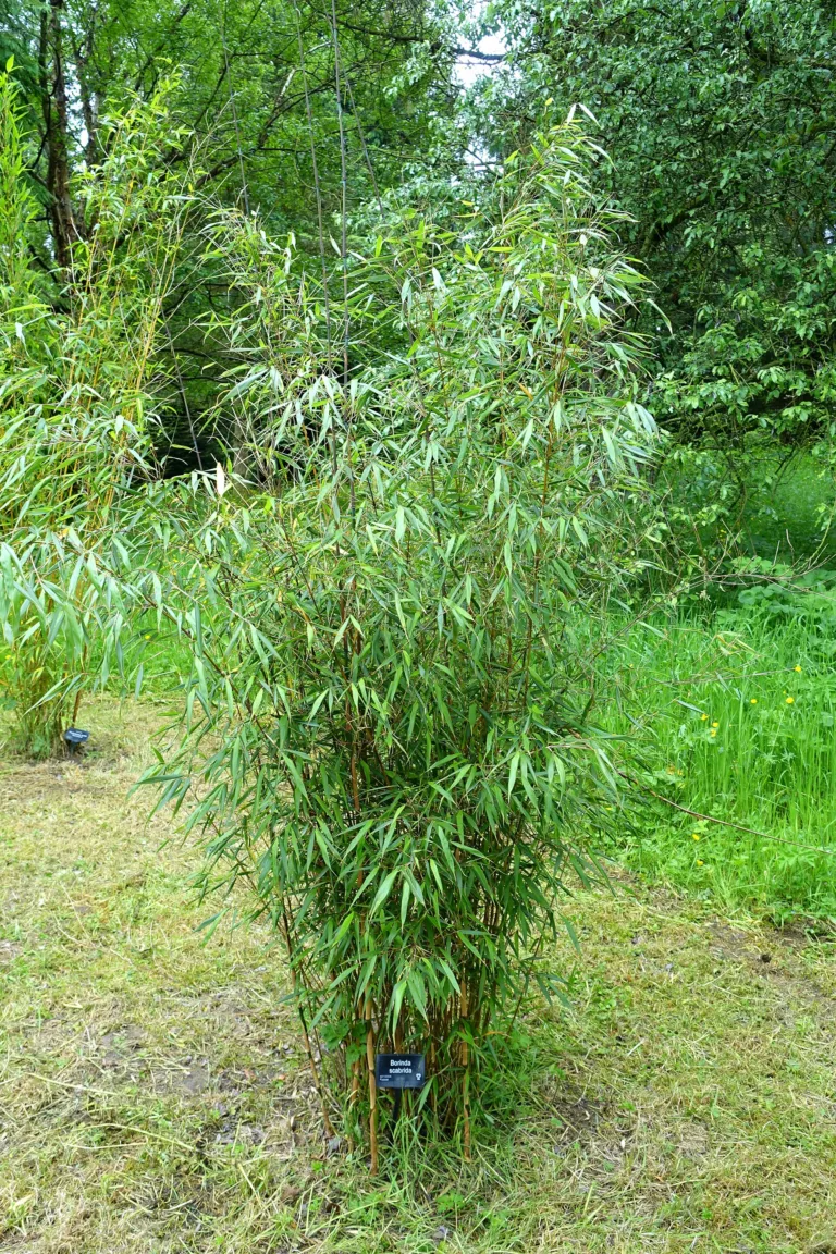 Fargesia scabrida