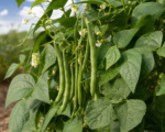 Fazuľa obyčajná (Phaseolus vulgaris) – pestovanie a starostlivosť
