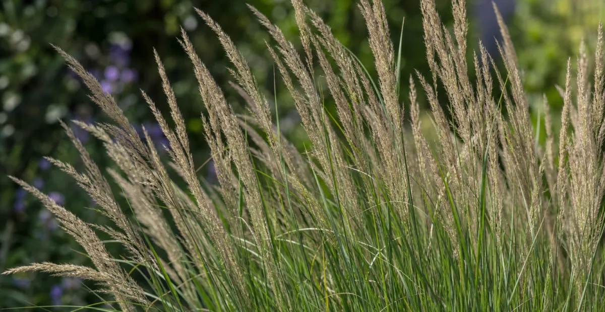 feather reed grass (Calamagrostis acutiflora) – plant photo