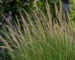 Feather reed grass (Calamagrostis acutiflora) care guide