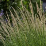 feather reed grass (Calamagrostis acutiflora) – plant photo