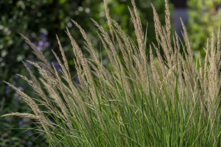 Calamagrostis acutiflora