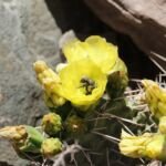 Feigenkaktus (Opuntia ficus 'Indica') – Pflanzenfoto