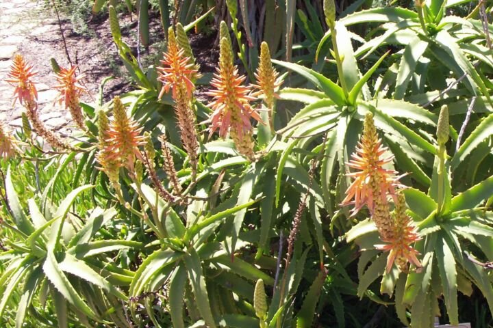 Aloe arborescens