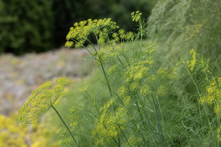 Foeniculum vulgare