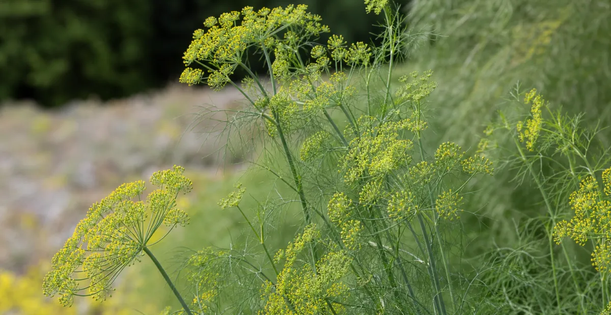 fennel (Foeniculum vulgare) – plant photo