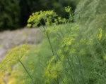Fennel (Foeniculum vulgare) care guide