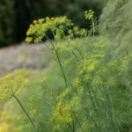 fennel (Foeniculum vulgare) – plant photo