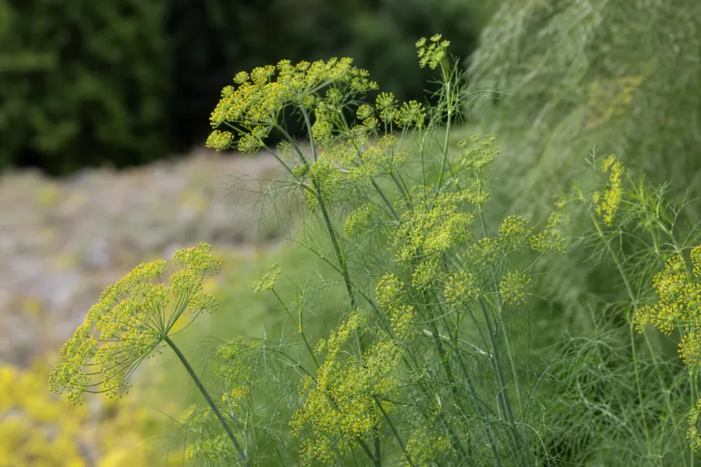 Foeniculum vulgare