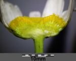 Fettwiesen-Margerite (Leucanthemum ircutianum) – Pflege