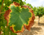 Feuerbakterium (Xylella fastidiosa)