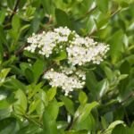 Feuerdorn 'Mohave' (Pyracantha 'Mohave') – Pflanzenfoto