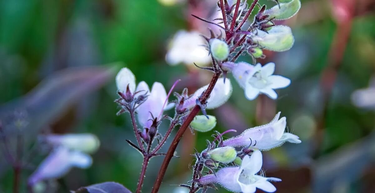 Fingerhut-Bartfaden 'Husker Red' (Penstemon digitalis 'Husker Red') – Pflanzenfoto