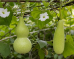 Flaschenkürbis (Lagenaria siceraria) – Pflege