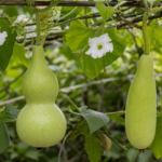 Flaschenkürbis (Lagenaria siceraria) – Pflanzenfoto