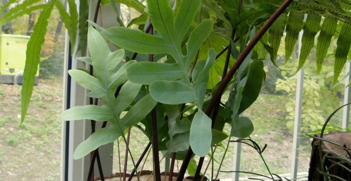 flebódium zlaté (Phlebodium aureum) – fotografia rastliny