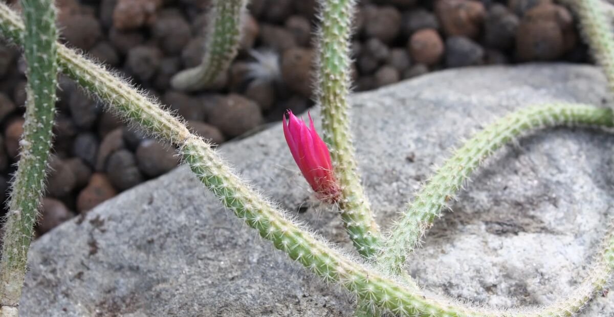 Flor de Látigo (Aporocactus flagelliformis) – Pflanzenfoto