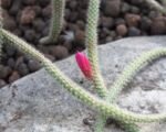 Flor de Látigo (Aporocactus flagelliformis) – Pflege