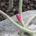 Flor de Látigo (Aporocactus flagelliformis) – Pflanzenfoto