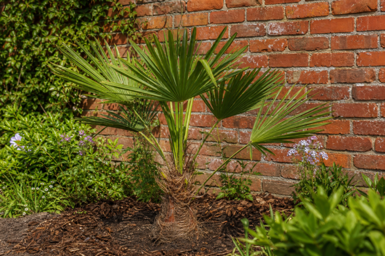 7 foolproof Tipps zum Pflanzen einer Hanfpalme